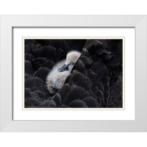 Pickaback White Modern Wood Framed Art Print with Double Matting by Tjandra, C.S.