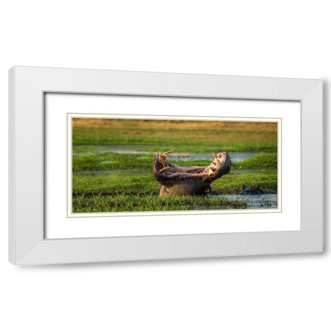 Dare To Yawn White Modern Wood Framed Art Print with Double Matting by Doyle, Renee