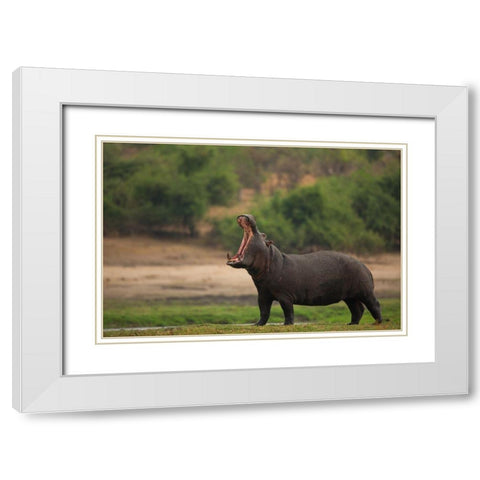 Big Mouth White Modern Wood Framed Art Print with Double Matting by Eichelberg, Amnon