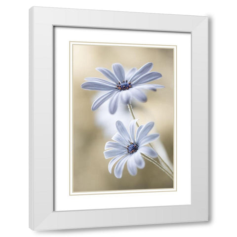 Cape Daisies White Modern Wood Framed Art Print with Double Matting by Disher, Mandy