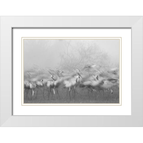 Agamon Hula White Modern Wood Framed Art Print with Double Matting by Eichelberg, Amnon