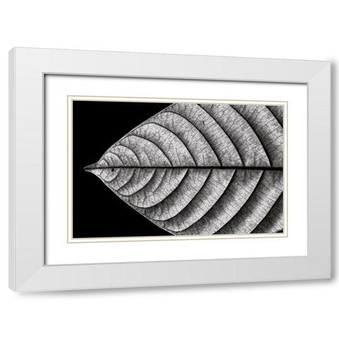 Dry Fish White Modern Wood Framed Art Print with Double Matting by J. Bhange, Nilesh