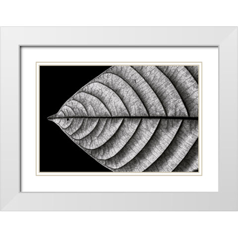 Dry Fish White Modern Wood Framed Art Print with Double Matting by J. Bhange, Nilesh