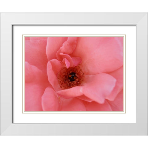 Black Ladybug White Modern Wood Framed Art Print with Double Matting by Petrovic, Snezana