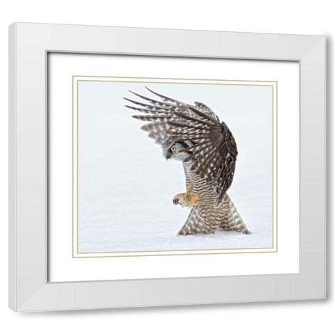 Pouncing !!!! White Modern Wood Framed Art Print with Double Matting by Forns, Alfred