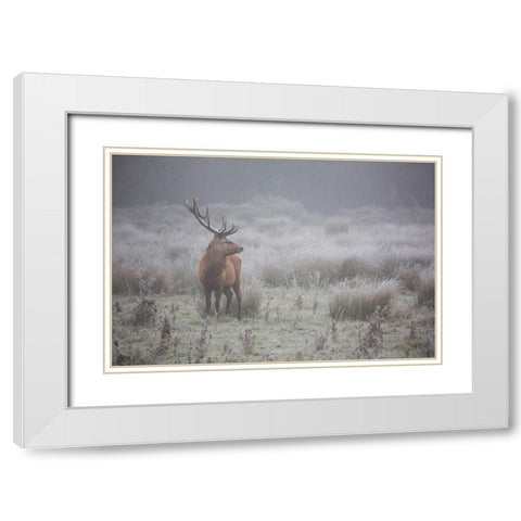 Prideful. Deer . White Modern Wood Framed Art Print with Double Matting by Badiola, Aitor