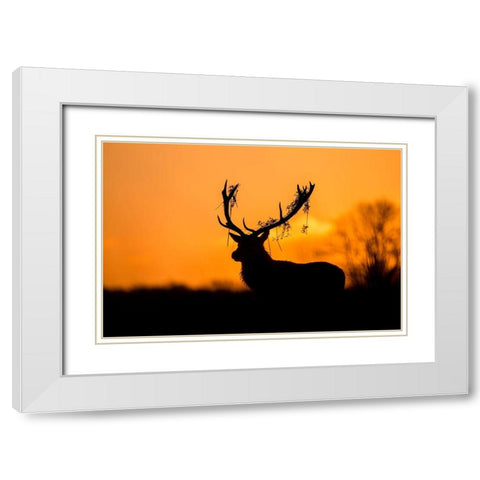 Red Deer Stag Silhouette White Modern Wood Framed Art Print with Double Matting by Harling, Stuart