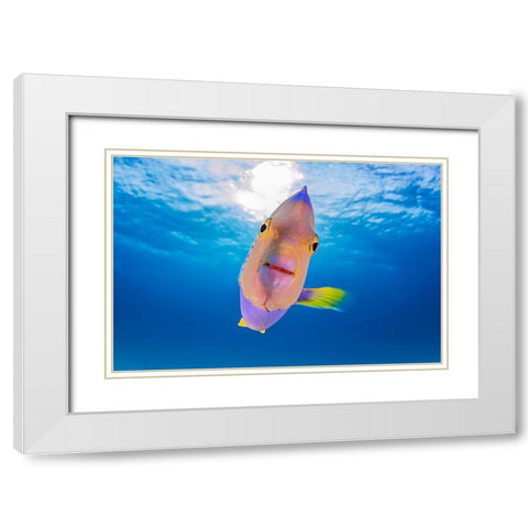 Kiss From An Angel White Modern Wood Framed Art Print with Double Matting by Kiefer, Ken