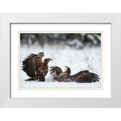 Ready To Fight White Modern Wood Framed Art Print with Double Matting by Eriksson, Robin