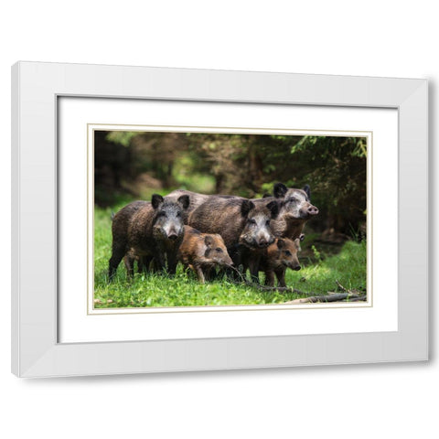 Wild Boar Family White Modern Wood Framed Art Print with Double Matting by Volkel, Stefan