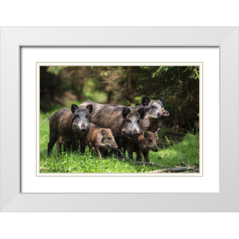 Wild Boar Family White Modern Wood Framed Art Print with Double Matting by Volkel, Stefan
