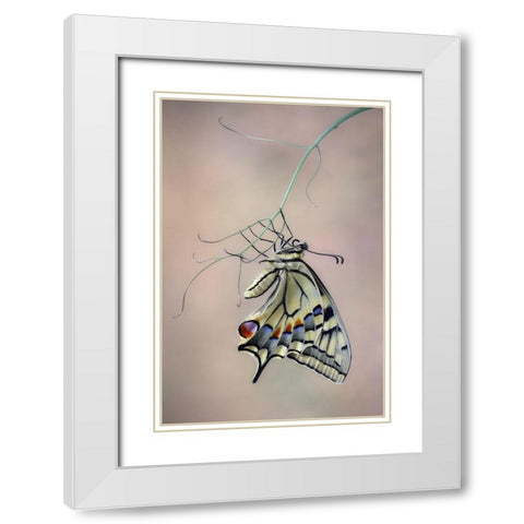 Papallona Rei White Modern Wood Framed Art Print with Double Matting by Hoffman, Jimmy