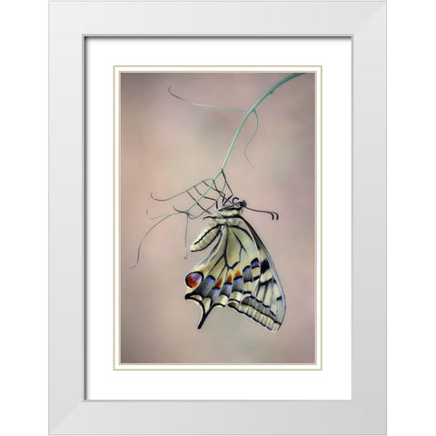 Papallona Rei White Modern Wood Framed Art Print with Double Matting by Hoffman, Jimmy