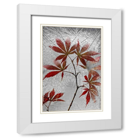 Red Maple White Modern Wood Framed Art Print with Double Matting by Losada, Secundino