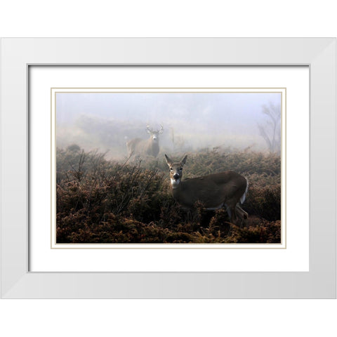 The Rut In On - White-Tailed Deer White Modern Wood Framed Art Print with Double Matting by Cumming, Jim