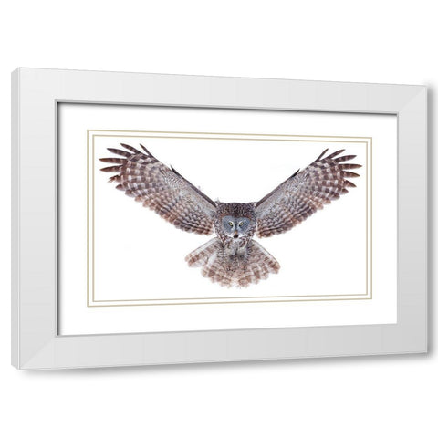Power - Great Grey Owl White Modern Wood Framed Art Print with Double Matting by Cumming, Jim