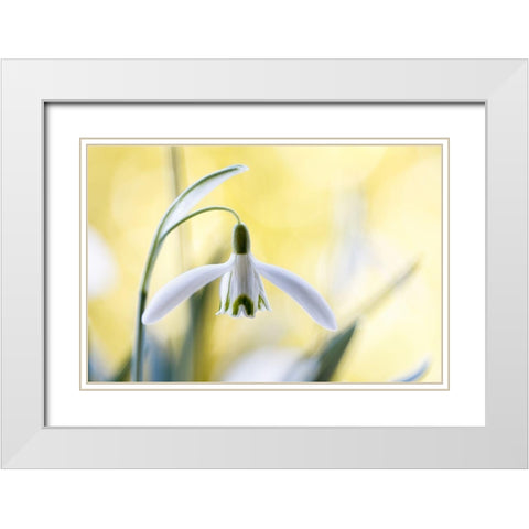 Snowdrops White Modern Wood Framed Art Print with Double Matting by Disher, Mandy