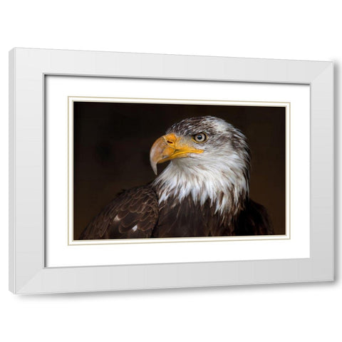 Caged - Bald Eagle White Modern Wood Framed Art Print with Double Matting by Cumming, Jim