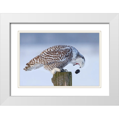 Snowy Owl - Cough It Up Buddy White Modern Wood Framed Art Print with Double Matting by Cumming, Jim