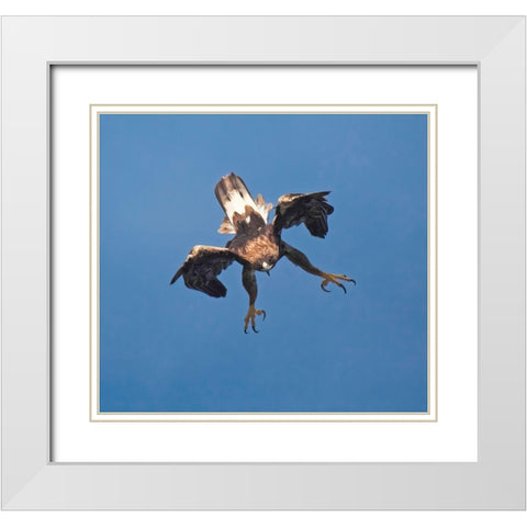 Golden Eagle White Modern Wood Framed Art Print with Double Matting by Barbieri, Gianfranco