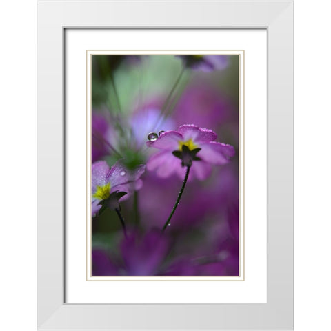 In Pink Surroundings White Modern Wood Framed Art Print with Double Matting by Westum, Heidi