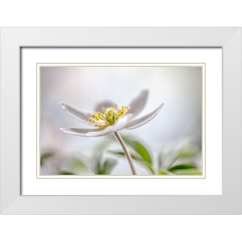 Wood Anemone White Modern Wood Framed Art Print with Double Matting by Disher, Mandy