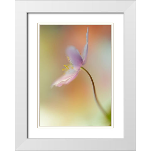 Tender Spring White Modern Wood Framed Art Print with Double Matting by Westum, Heidi