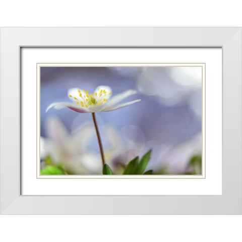 Purple Spring White Modern Wood Framed Art Print with Double Matting by Westum, Heidi