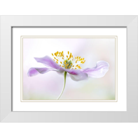 Wood Anemone White Modern Wood Framed Art Print with Double Matting by Disher, Mandy