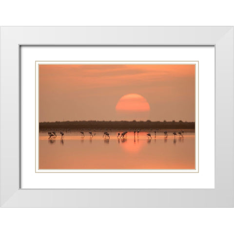 Flamingos At Sunrise White Modern Wood Framed Art Print with Double Matting by Gil Raga, Joan