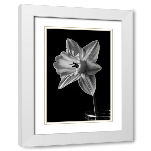 Narcissus May 2015 White Modern Wood Framed Art Print with Double Matting by M. Fielding, Edward