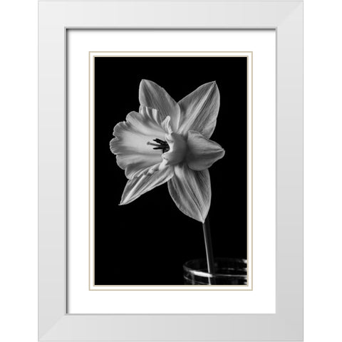 Narcissus May 2015 White Modern Wood Framed Art Print with Double Matting by M. Fielding, Edward