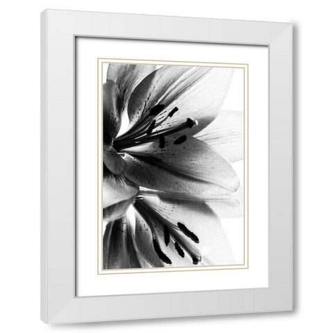 Lily White Modern Wood Framed Art Print with Double Matting by Koenig, Andre