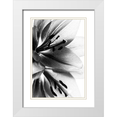 Lily White Modern Wood Framed Art Print with Double Matting by Koenig, Andre