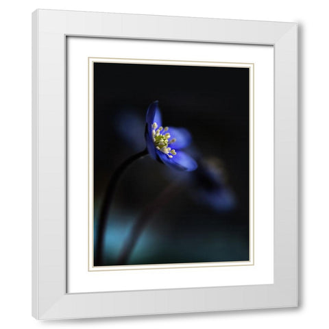 Hepatica Nobilis Ll White Modern Wood Framed Art Print with Double Matting by Westum, Heidi