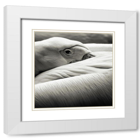 Pelican White Modern Wood Framed Art Print with Double Matting by Berg, Riccardo