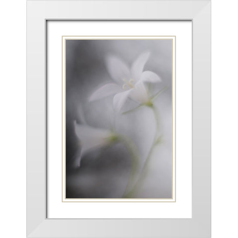 Bells White Modern Wood Framed Art Print with Double Matting by Reindl, Doris