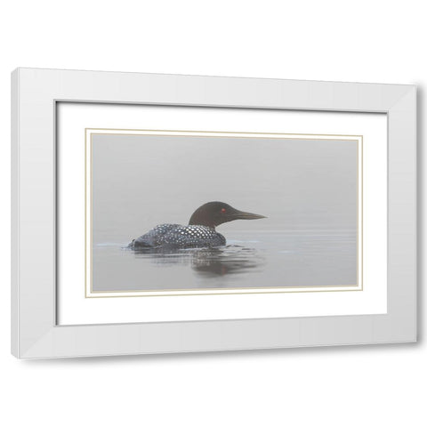 Common Loon In Early Morning Fog White Modern Wood Framed Art Print with Double Matting by Cumming, Jim