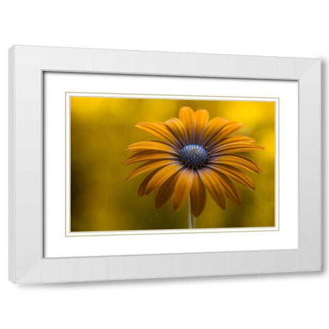 Sunshine Daisy White Modern Wood Framed Art Print with Double Matting by Disher, Mandy