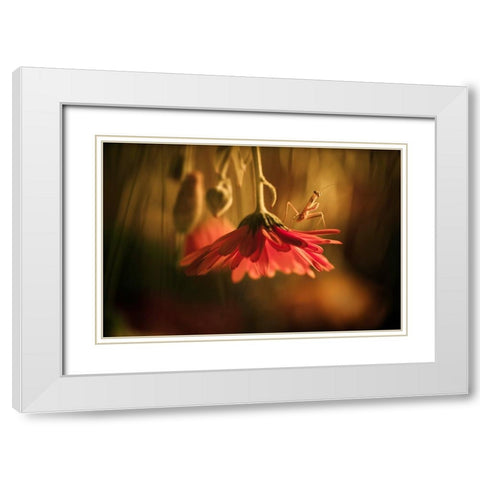 Nous Venons En Paix White Modern Wood Framed Art Print with Double Matting by BRAVIN, Fabien