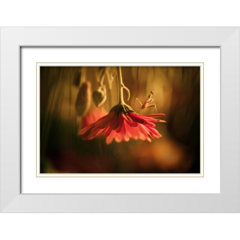 Nous Venons En Paix White Modern Wood Framed Art Print with Double Matting by BRAVIN, Fabien