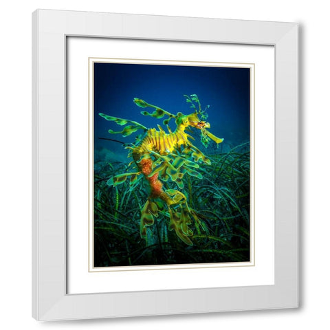 Leafy Sea Dragon - Male With Eggs White Modern Wood Framed Art Print with Double Matting by Abadschieff, Jan