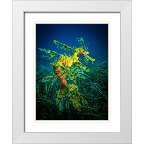 Leafy Sea Dragon - Male With Eggs White Modern Wood Framed Art Print with Double Matting by Abadschieff, Jan