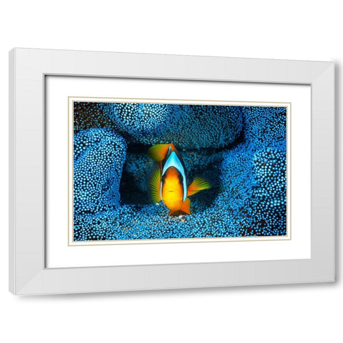 Clownfish In Blue Anacmon White Modern Wood Framed Art Print with Double Matting by Gabriel, Barathieu