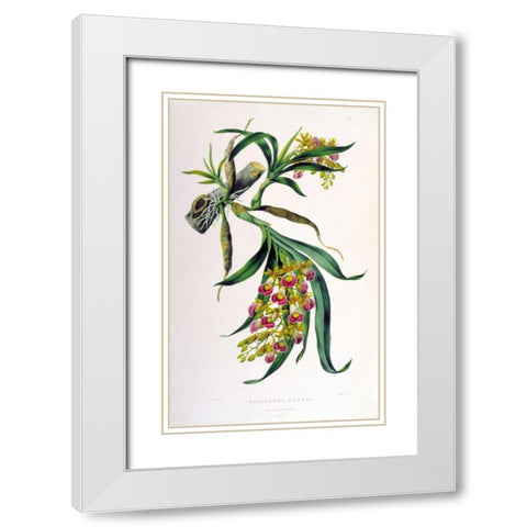 Orchid, Galeandra Baueri White Modern Wood Framed Art Print with Double Matting by Withers, Augusta