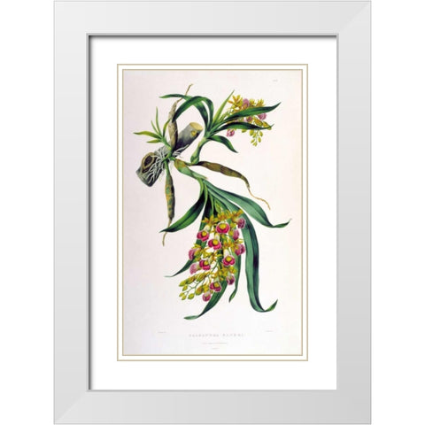 Orchid, Galeandra Baueri White Modern Wood Framed Art Print with Double Matting by Withers, Augusta
