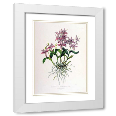 Orchid, Barkeria Spectabilis White Modern Wood Framed Art Print with Double Matting by Withers, Augusta