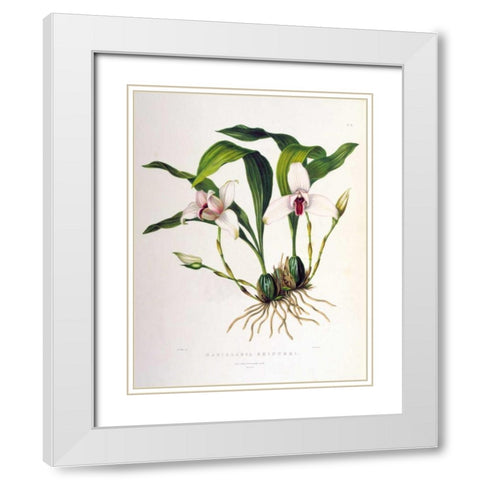 Orchid, Maxillaria Skinneri White Modern Wood Framed Art Print with Double Matting by Withers, Augusta