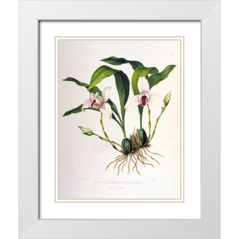 Orchid, Maxillaria Skinneri White Modern Wood Framed Art Print with Double Matting by Withers, Augusta