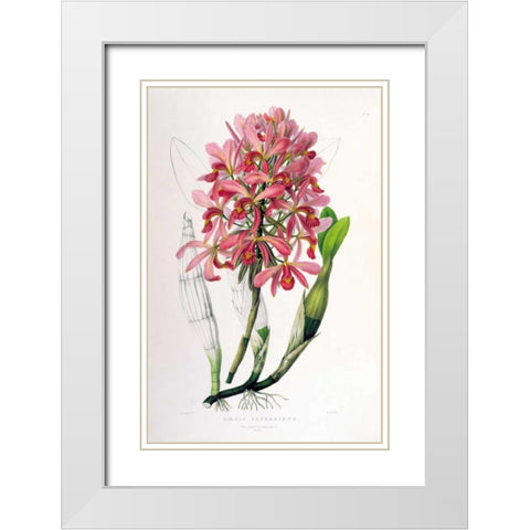Orchid, Laelia Superbiens White Modern Wood Framed Art Print with Double Matting by Withers, Augusta